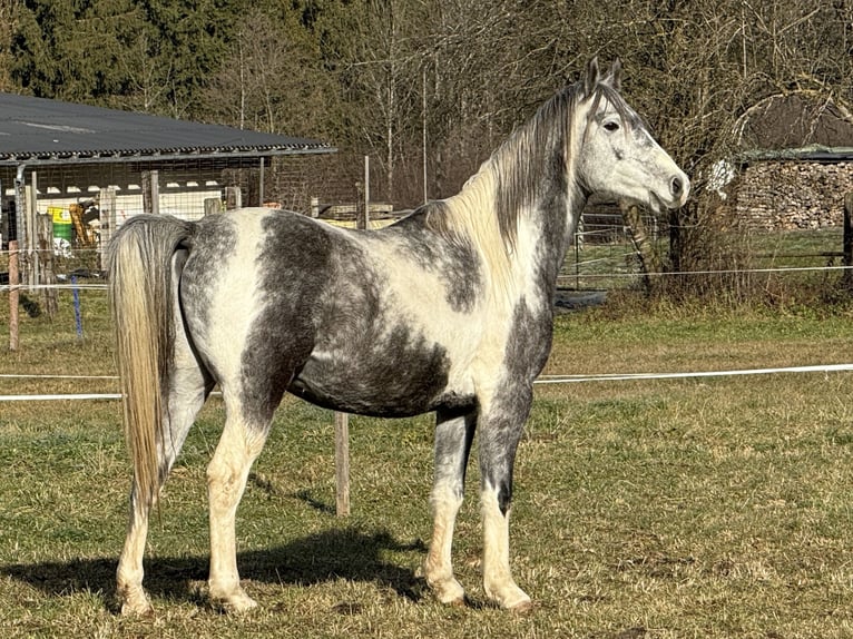 Arabisch Partbred Hengst 5 Jaar 154 cm Schimmel in Lind im Drautal