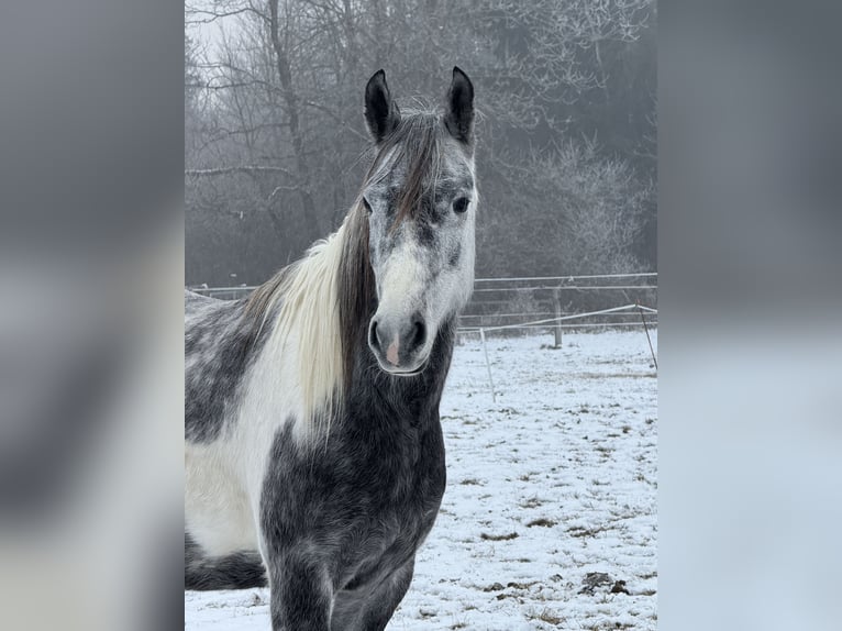 Arabisch Partbred Hengst 5 Jaar 154 cm Schimmel in Lind im Drautal