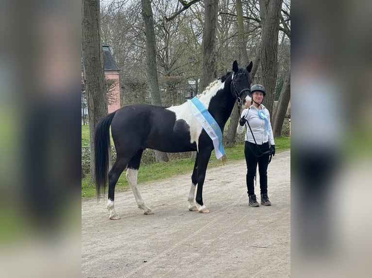 Arabisch Partbred Hengst 6 Jaar 152 cm Tobiano-alle-kleuren in Kösching