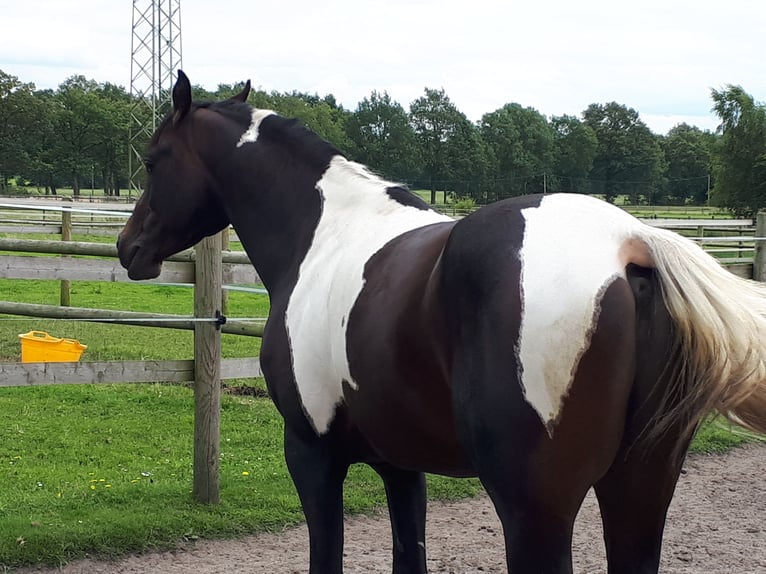 Arabisch Partbred Hengst 6 Jaar 153 cm in Sulingen