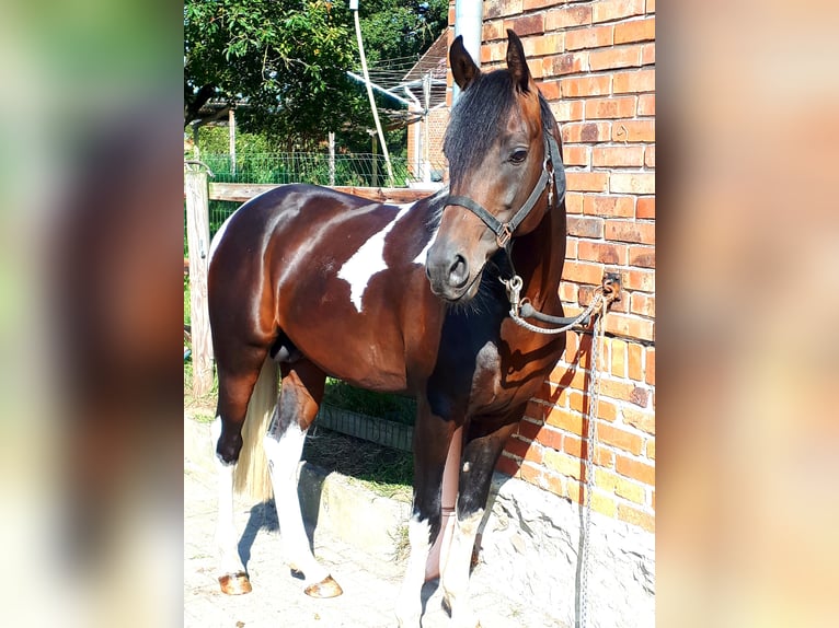 Arabisch Partbred Hengst 6 Jaar 153 cm in Sulingen