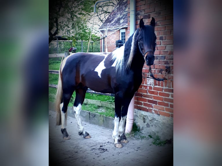 Arabisch Partbred Hengst 6 Jaar 153 cm Tobiano-alle-kleuren in Sulingen