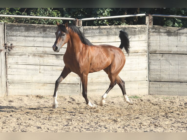 Arabisch Partbred Hengst 6 Jaar 157 cm Bruin in cornillon confoux
