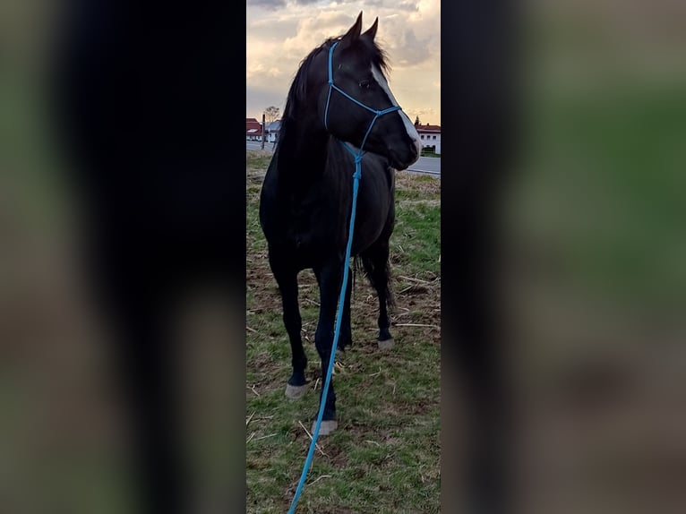 Arabisch Partbred Hengst 7 Jaar 153 cm Zwart in Obernzell