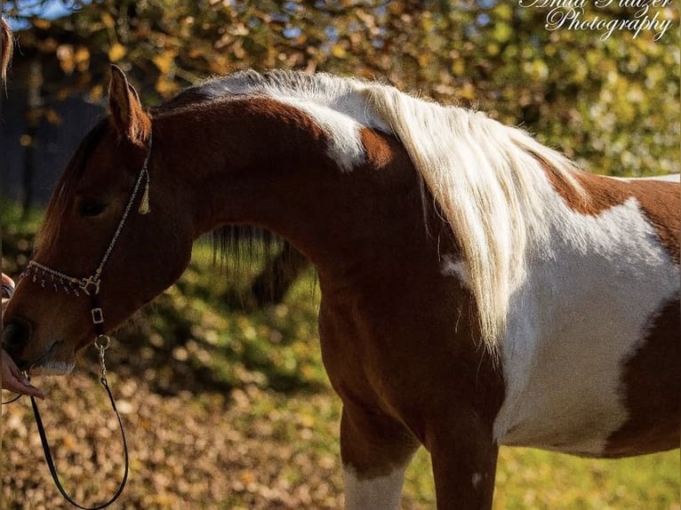 Arabisch Partbred Hengst 9 Jaar 156 cm Gevlekt-paard in Nesselwang