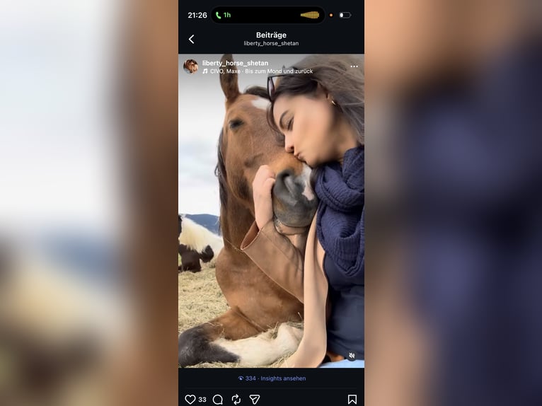 Arabisch Partbred Hengst 9 Jaar 156 cm Gevlekt-paard in Nesselwang