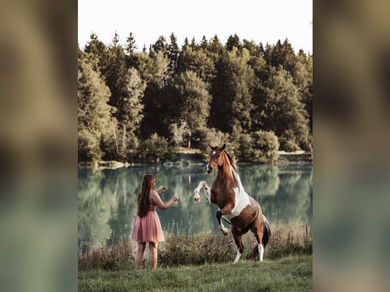Arabisch Partbred Hengst 9 Jaar 156 cm Gevlekt-paard in Nesselwang