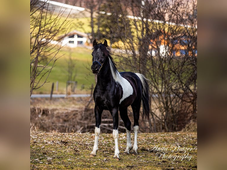 Arabisch Partbred Hengst Gevlekt-paard in Rauris