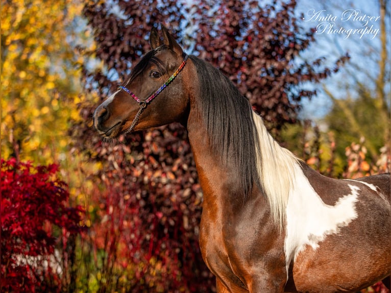 Arabisch Partbred Hengst Gevlekt-paard in Rauris
