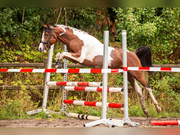 Arabisch Partbred Hengst Gevlekt-paard in Nuland