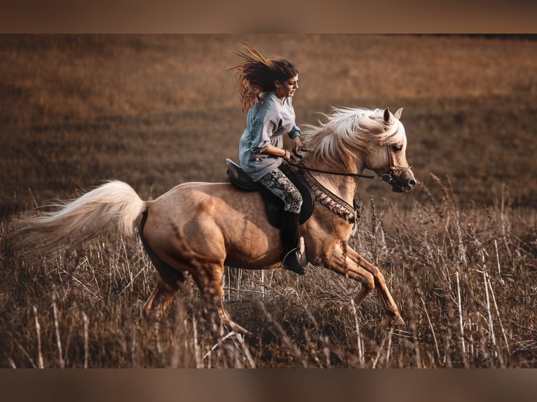 Arabisch Partbred Hengst Palomino in Hagendorn