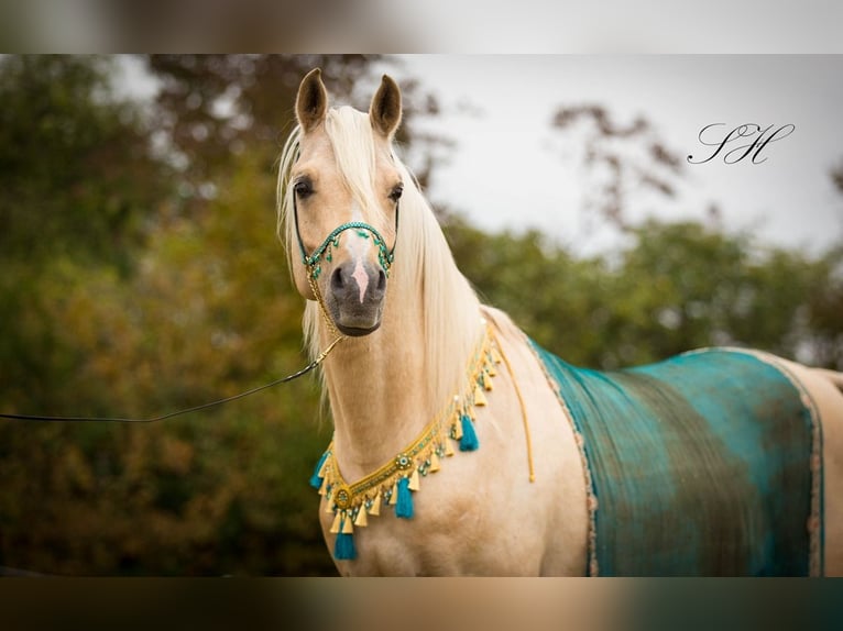 Arabisch Partbred Hengst Palomino in Coswig