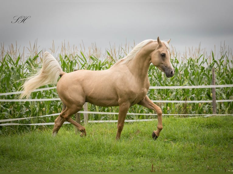 Arabisch Partbred Hengst Palomino in Coswig