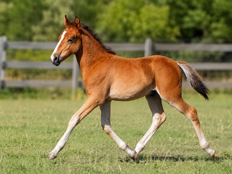 Arabisch Partbred Hengst Veulen (05/2026) 142 cm Bruin in Vielank