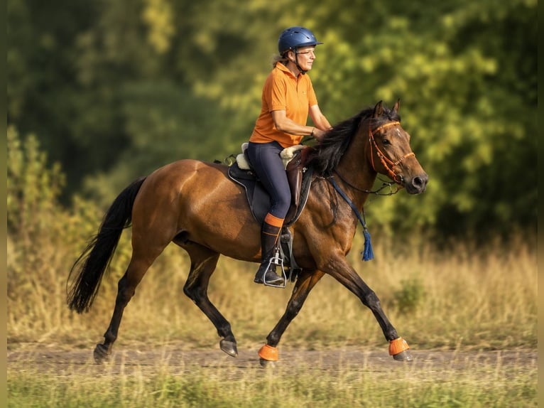 Arabisch Partbred Hengst Veulen (05/2026) 142 cm Bruin in Vielank