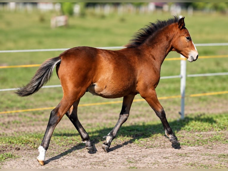 Arabisch Partbred Hengst Veulen (05/2026) 142 cm Bruin in Vielank