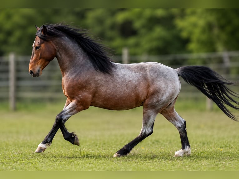 Arabisch Partbred Hengst Veulen (05/2026) 142 cm Bruin in Vielank