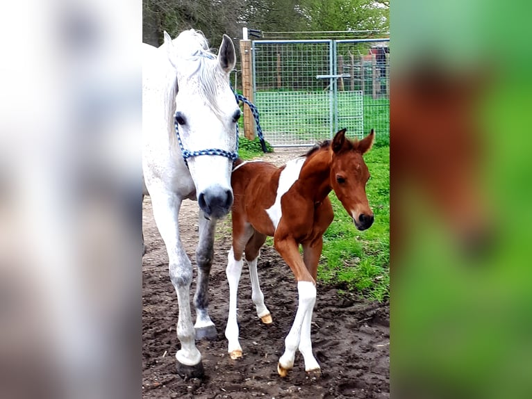 Arabisch Partbred Hengst veulen (04/2024) 150 cm Tobiano-alle-kleuren in Sulingen