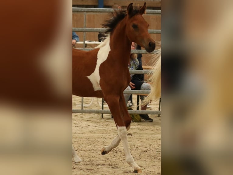 Arabisch Partbred Hengst veulen (04/2024) 150 cm Tobiano-alle-kleuren in Sulingen