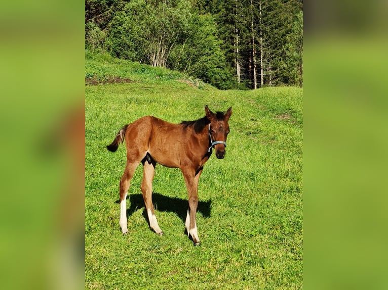 Arabisch Partbred Hengst Veulen (04/2026) 153 cm Bruin in Katsch