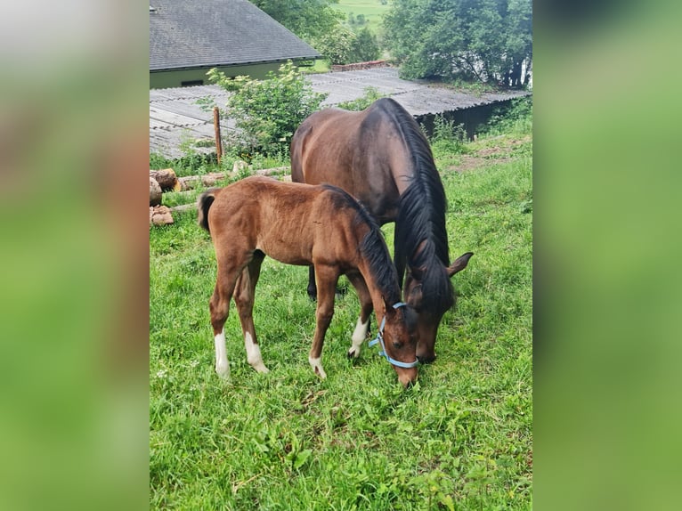Arabisch Partbred Hengst Veulen (04/2026) 153 cm Tobiano-alle-kleuren in Katsch