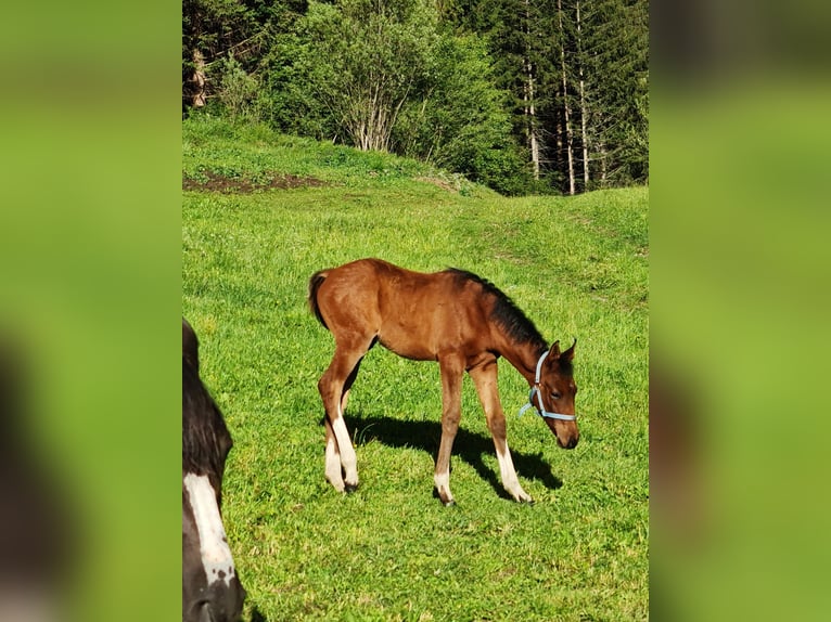 Arabisch Partbred Hengst Veulen (04/2026) 153 cm Tobiano-alle-kleuren in Katsch