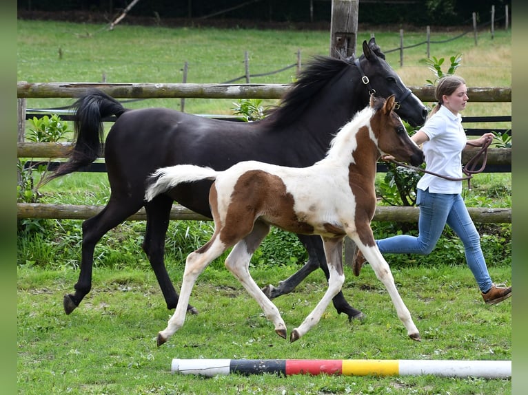 Arabisch Partbred Hengst Veulen (05/2025) 153 cm Tovereo-alle-kleuren in M&#xF6;rsdorf