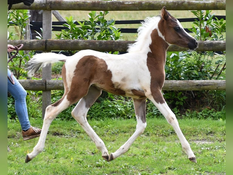 Arabisch Partbred Hengst Veulen (05/2025) 153 cm Tovereo-alle-kleuren in M&#xF6;rsdorf