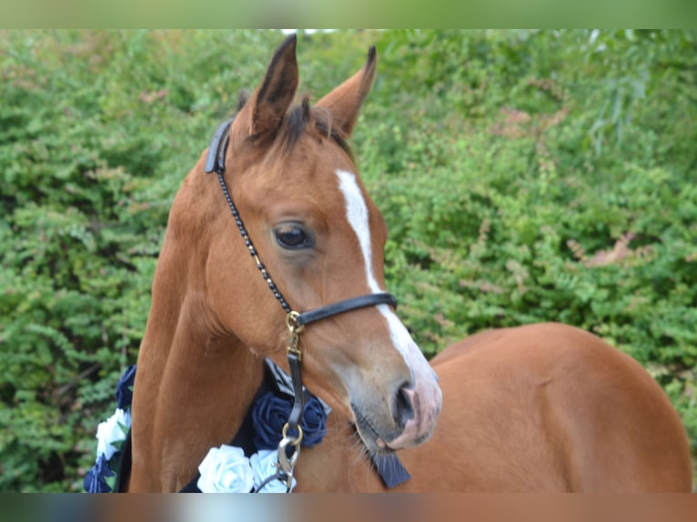 Arabisch Partbred Hengst Veulen (01/2026) 154 cm Bruin in Steinheim