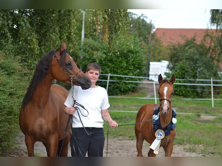 Arabisch Partbred Hengst Veulen (01/2026) 154 cm Bruin in Steinheim