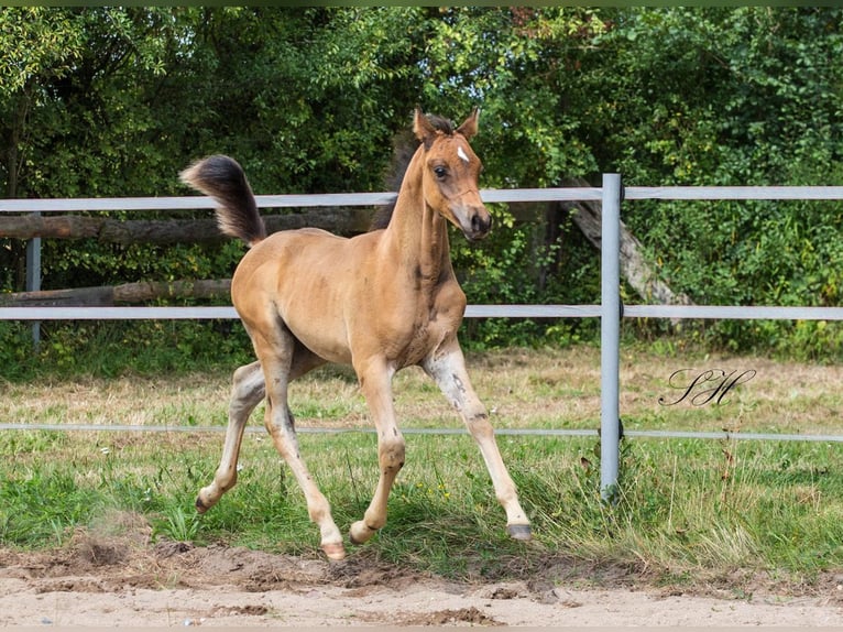 Arabisch Partbred Hengst veulen (06/2024) 154 cm in Coswig (Anhalt)