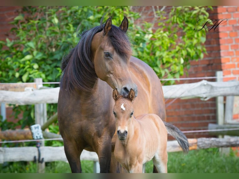 Arabisch Partbred Hengst veulen (06/2024) 154 cm in Coswig (Anhalt)