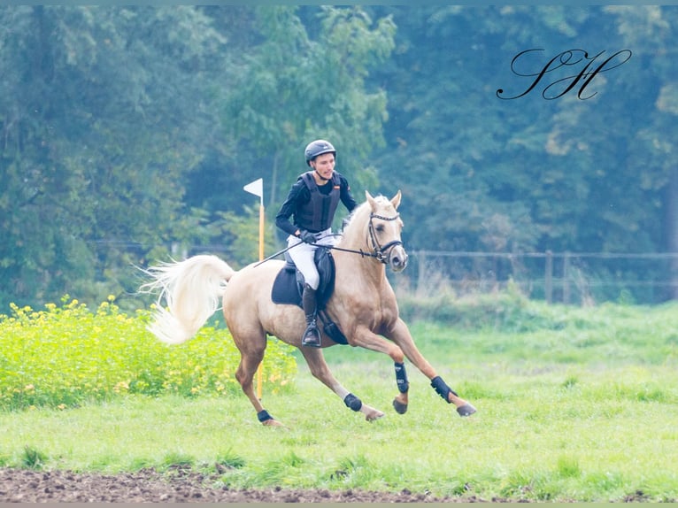 Arabisch Partbred Hengst veulen (06/2024) 154 cm in Coswig (Anhalt)