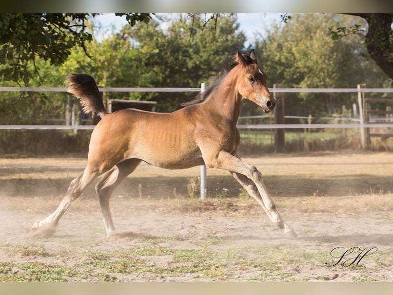 Arabisch Partbred Hengst veulen (06/2024) 154 cm in Coswig (Anhalt)