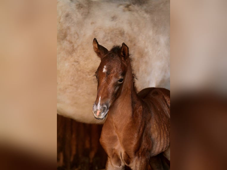 Arabisch Partbred Hengst Veulen (04/2026) 156 cm Bruin in Stechlin