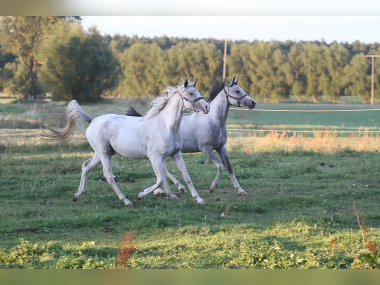 Arabisch Partbred Hengst Veulen (04/2026) 156 cm Bruin in Stechlin