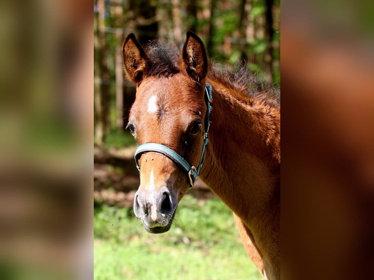 Arabisch Partbred Hengst Veulen (04/2026) 156 cm Bruin in Stechlin