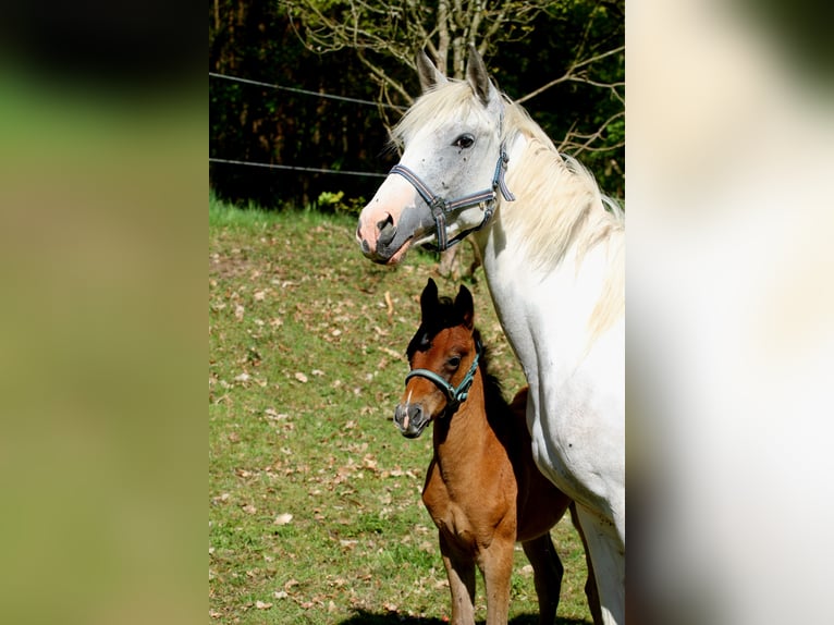 Arabisch Partbred Hengst Veulen (04/2026) 156 cm Bruin in Stechlin