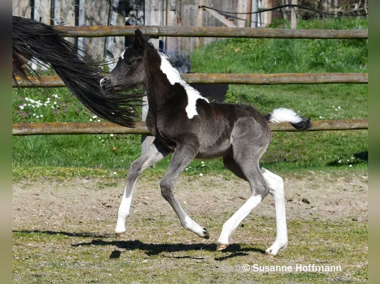 Arabisch Partbred Hengst Veulen (03/2026) 156 cm Tobiano-alle-kleuren in Mörsdorf