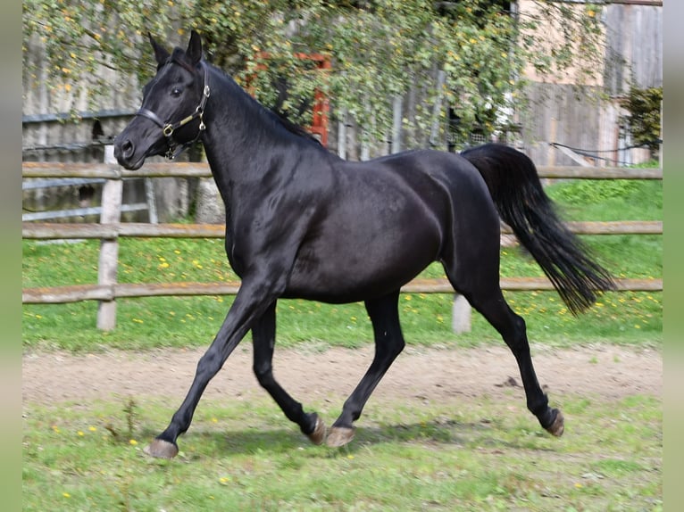 Arabisch Partbred Hengst Veulen (03/2026) 156 cm Tobiano-alle-kleuren in Mörsdorf