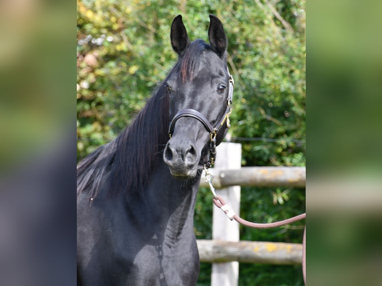 Arabisch Partbred Hengst Veulen (03/2026) 156 cm Tobiano-alle-kleuren in Mörsdorf