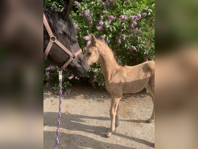 Arabisch Partbred Hengst veulen (01/2024) 160 cm Buckskin in Frelsdorf