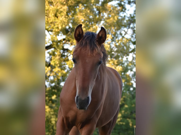 Arabisch Partbred Hengst Veulen (03/2025) Bruin in Mouzieys Panens