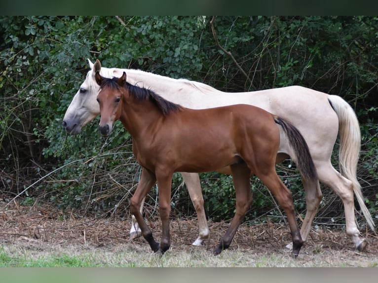 Arabisch Partbred Hengst Veulen (03/2025) Bruin in Mouzieys Panens