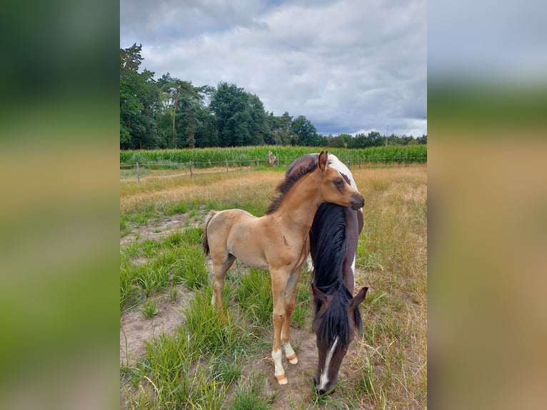 Arabisch Partbred Hengst Veulen (06/2026) Buckskin in Sint-Niklaas