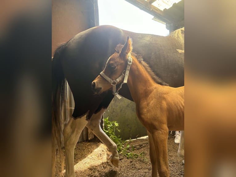 Arabisch Partbred Hengst Veulen (06/2026) Buckskin in Sint-Niklaas