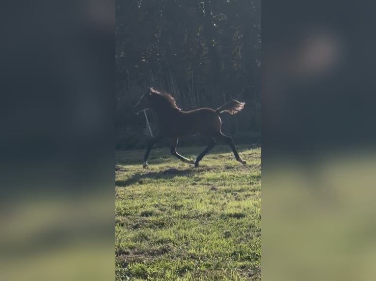 Arabisch Partbred Hengst Veulen (06/2026) Buckskin in Sint-Niklaas