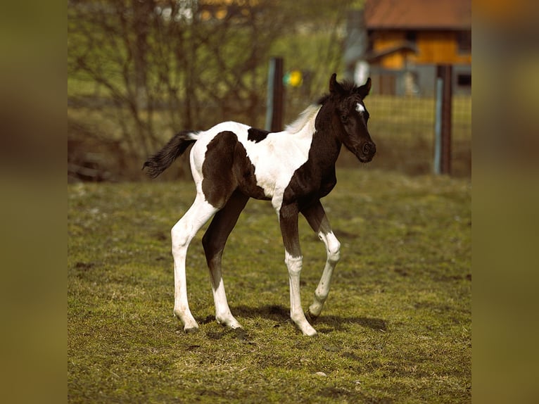 Arabisch Partbred Hengst Veulen (03/2026) Gevlekt-paard in Rauris