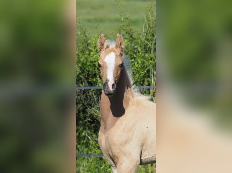 Arabisch Partbred Hengst Veulen (04/2026) Palomino in MORNAY