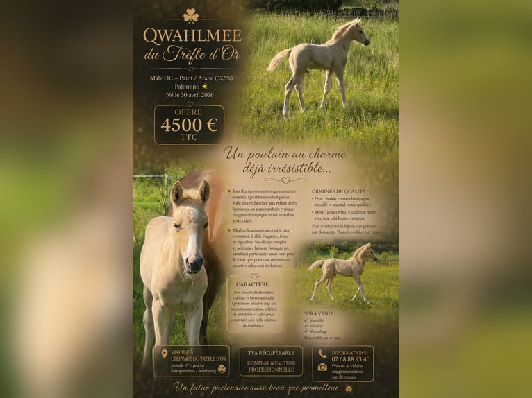 Arabisch Partbred Hengst Veulen (04/2026) Palomino in Soucht